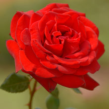 Load image into Gallery viewer, Natural Soy Wax Jar Candles