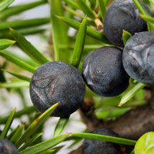 Load image into Gallery viewer, Natural Soy Wax Jar Candles